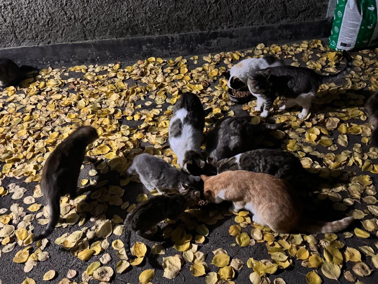 Нагодуй пухнатих і хвостатих! 6