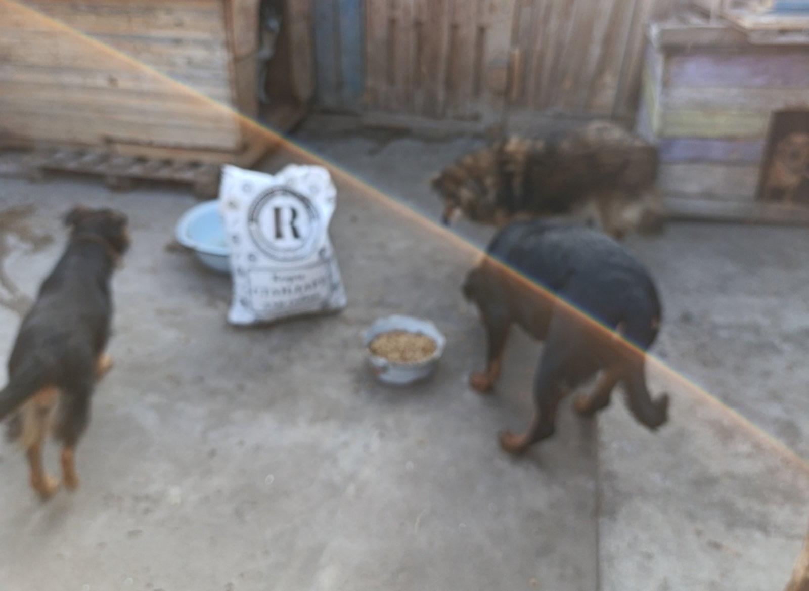 Нагодуй пухнатих і хвостатих! 7