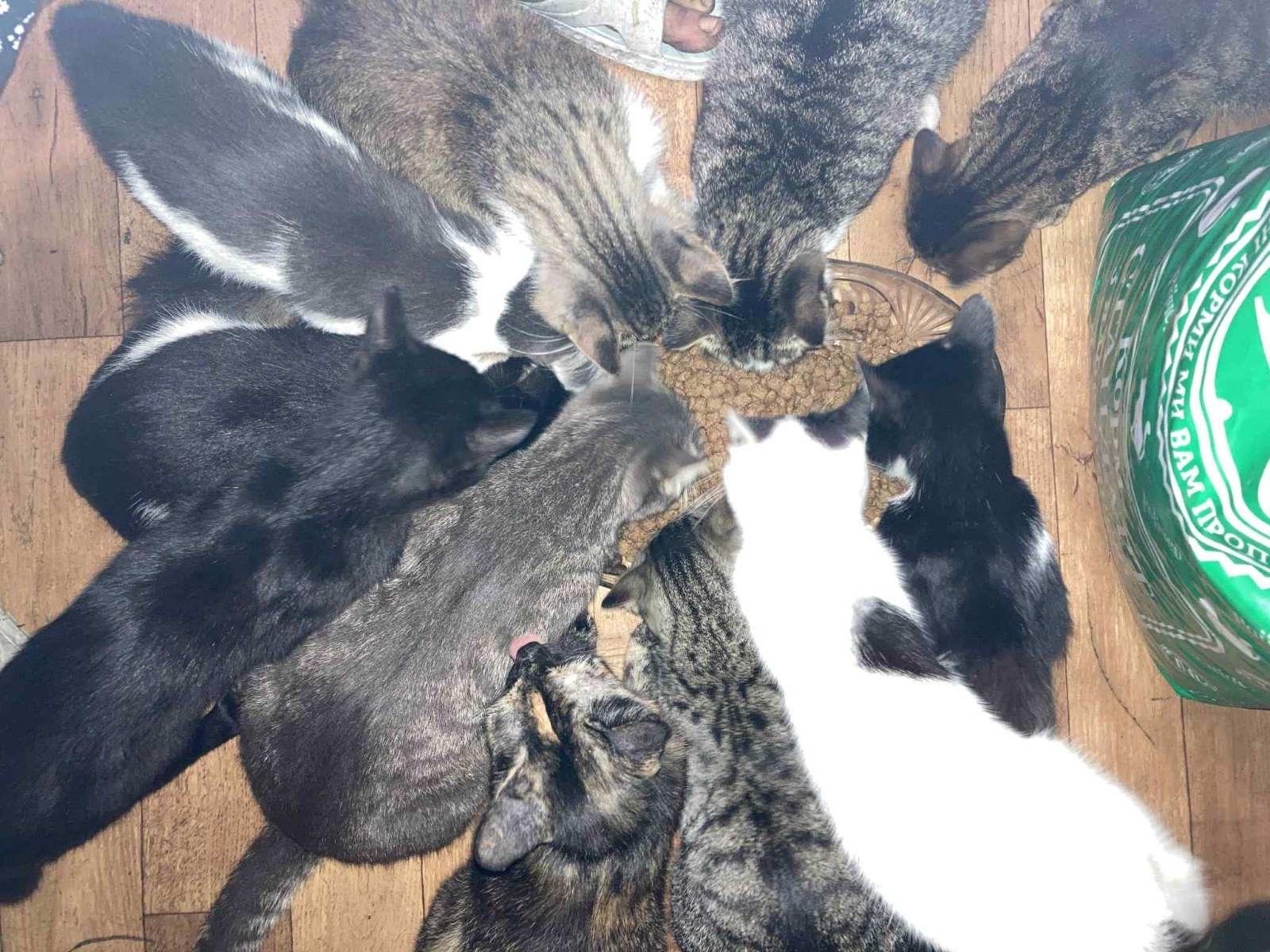 Нагодуй пухнатих і хвостатих! 8