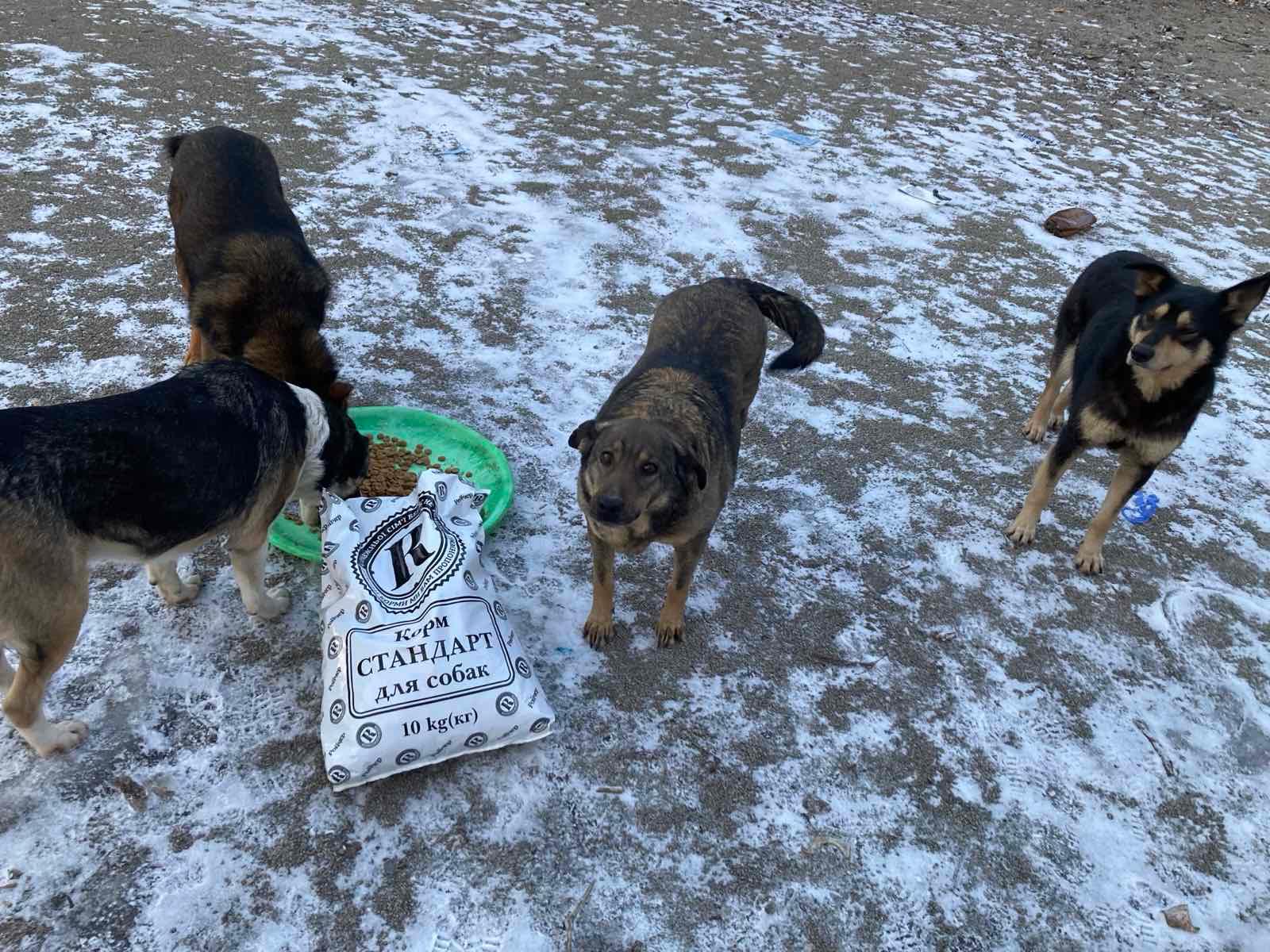 Нагодуй пухнатих і хвостатих! 9