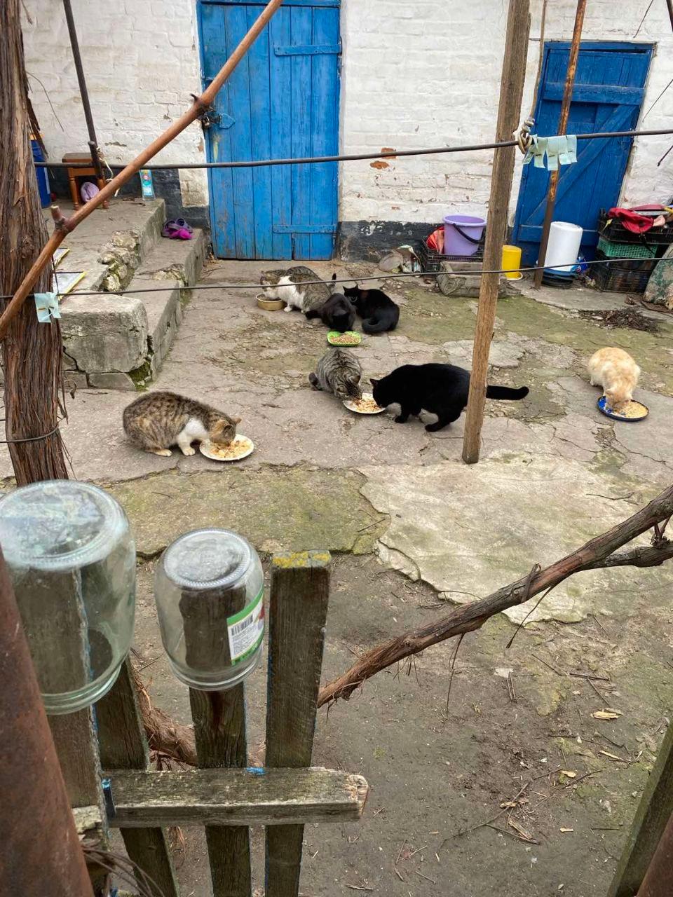 Нагодуй пухнатих і хвостатих! 10