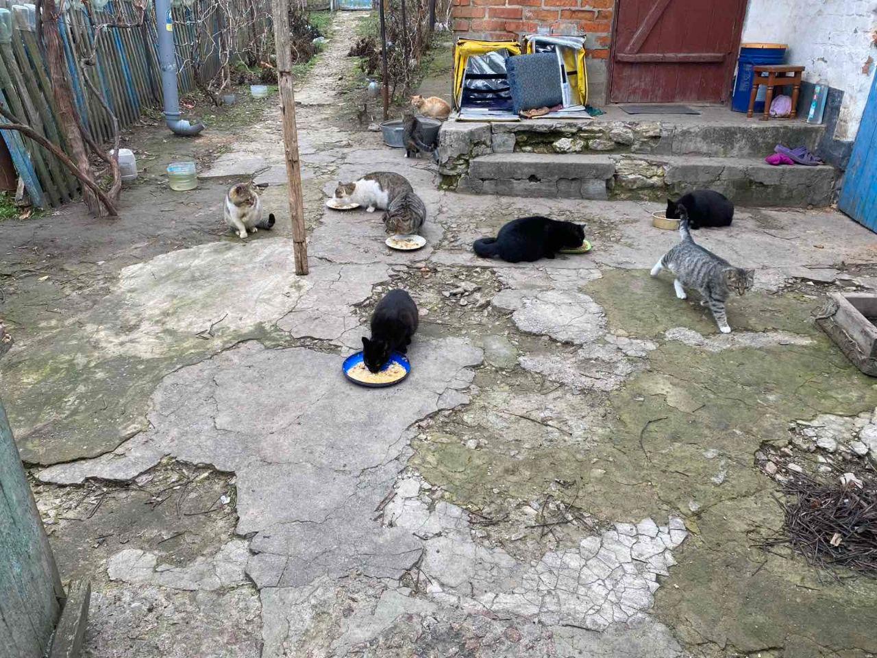 Нагодуй пухнатих і хвостатих! 11