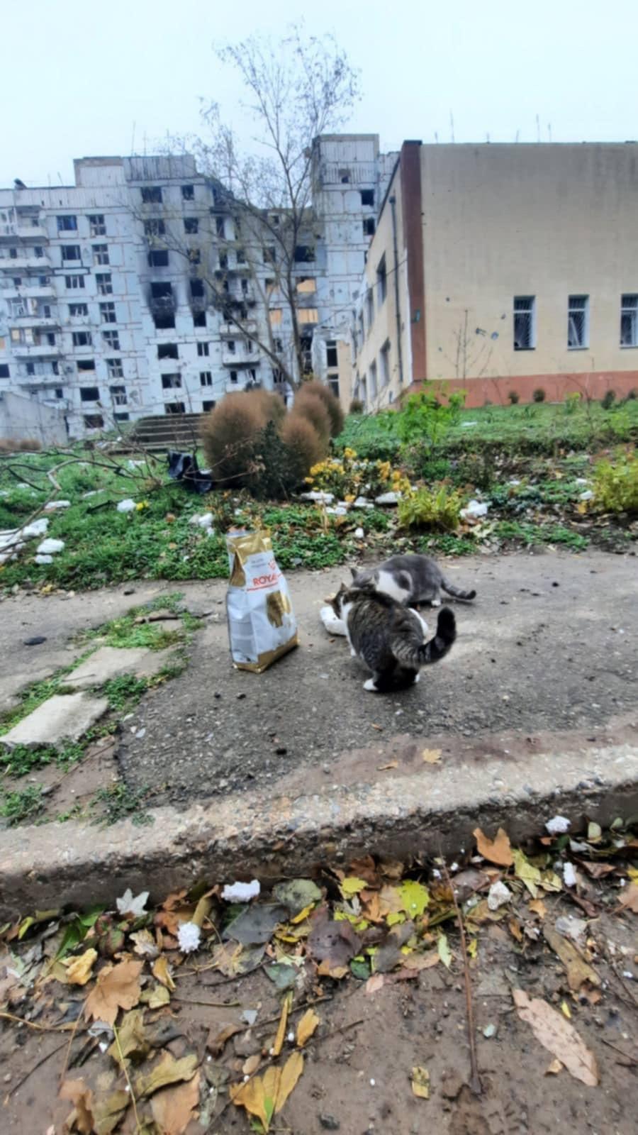 Лапа підтримки 4