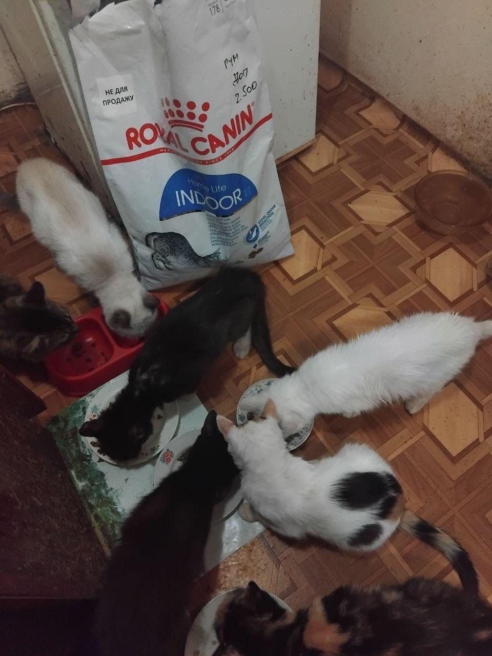 Лапа підтримки 6