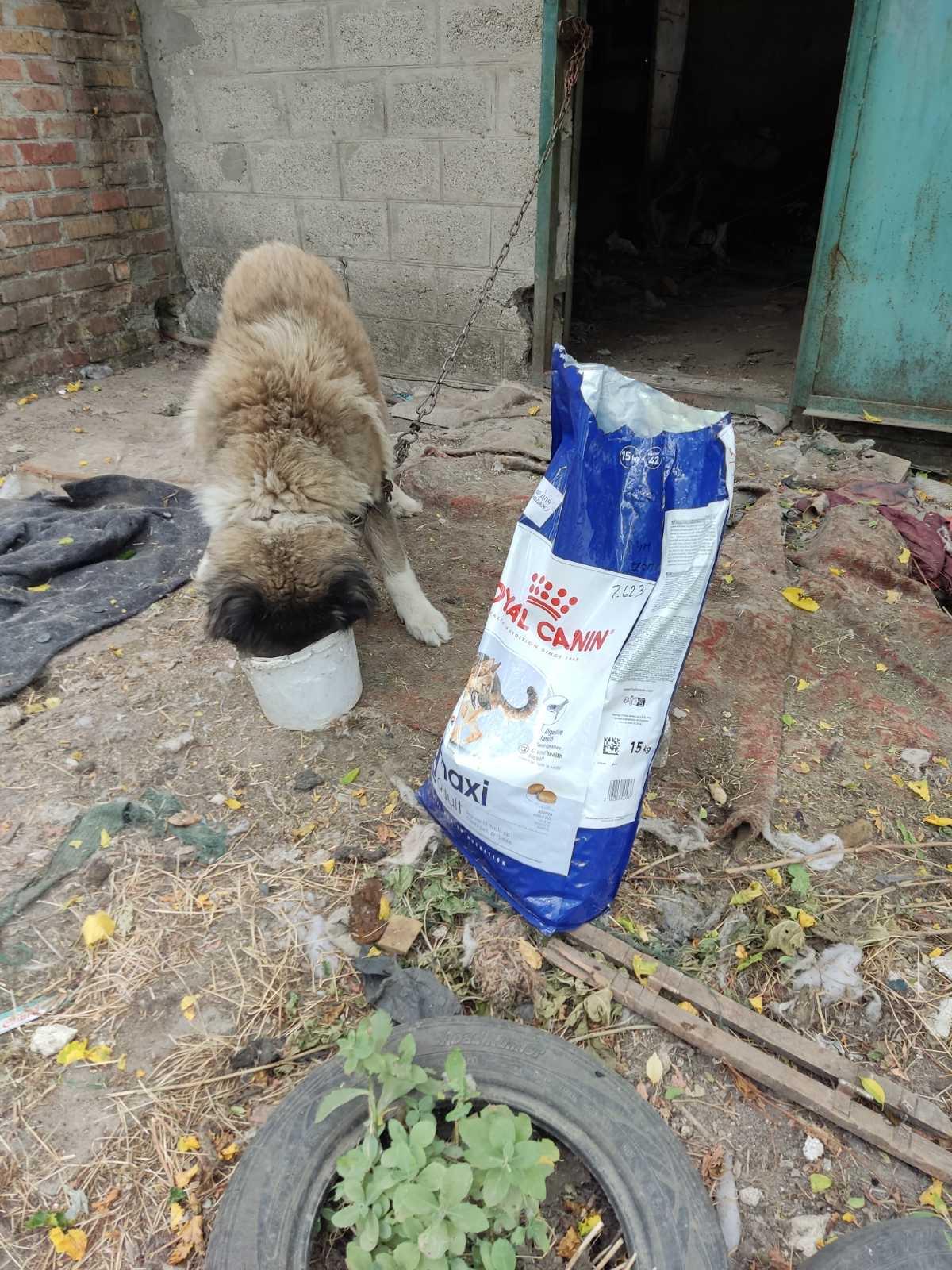 Лапа підтримки від Royal Canin. Vol 2 2