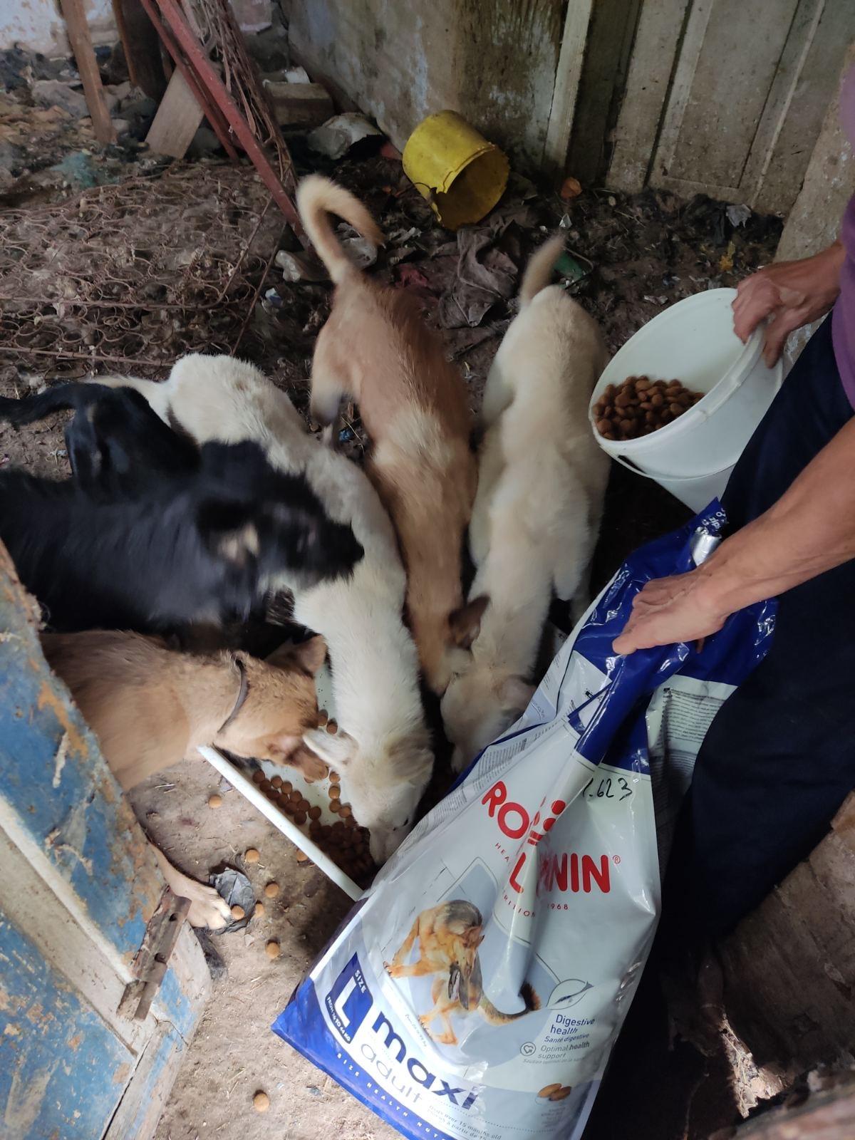 Лапа підтримки від Royal Canin. Vol 2 3