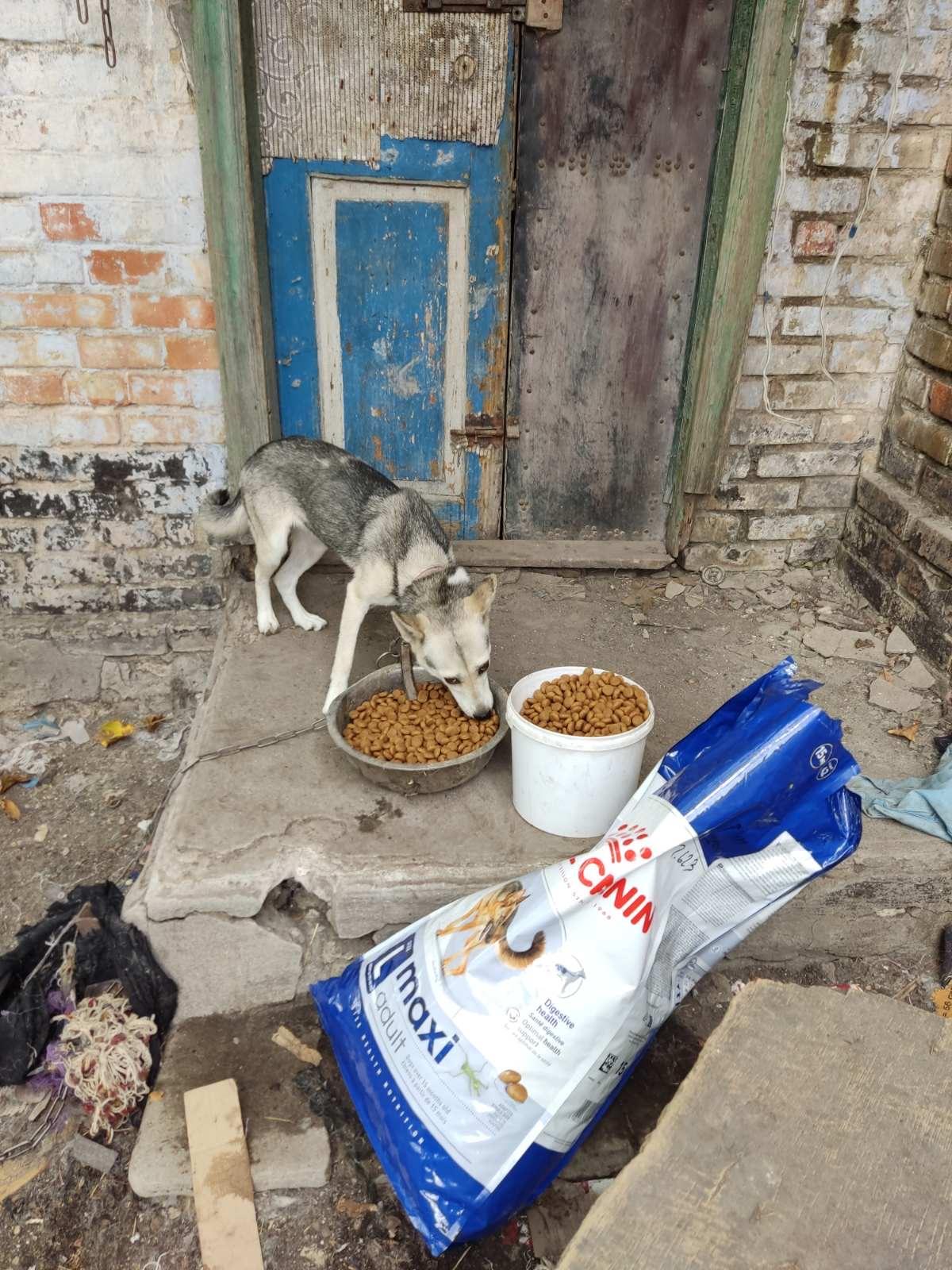 Лапа підтримки від Royal Canin. Vol 2 4