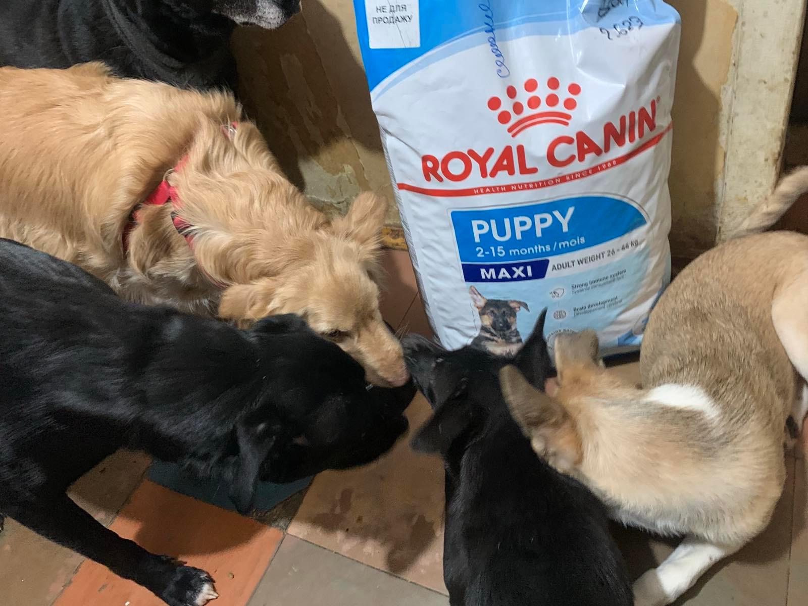 Лапа підтримки від Royal Canin. Vol 2 5