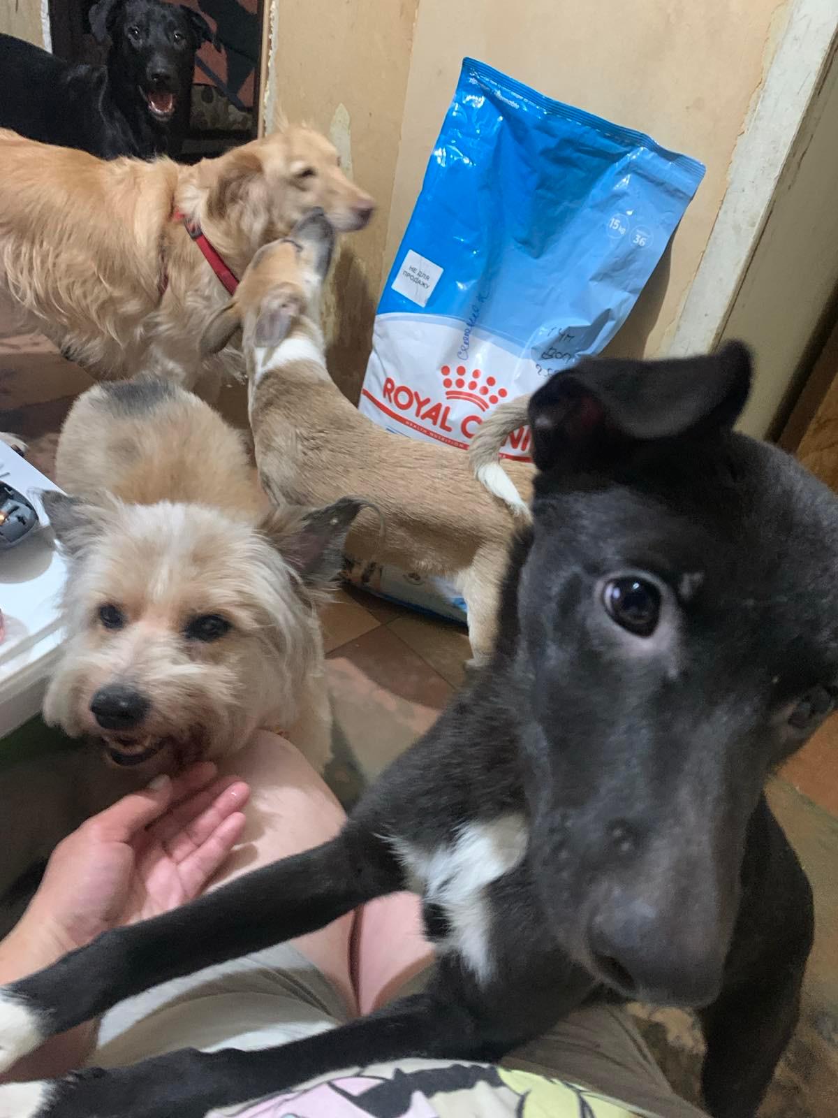 Лапа підтримки від Royal Canin. Vol 2 6