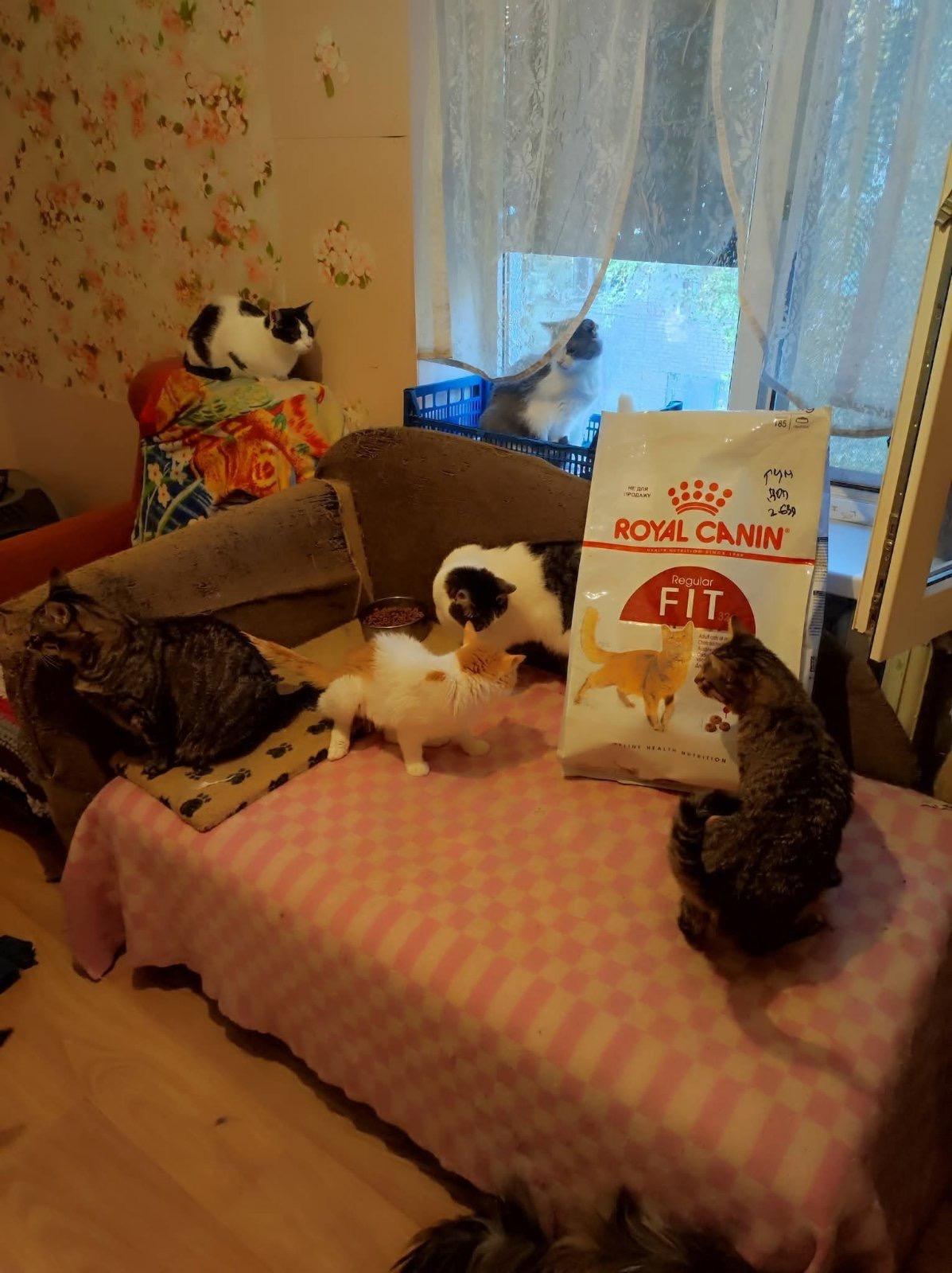 Лапа підтримки від Royal Canin. Vol 2 7