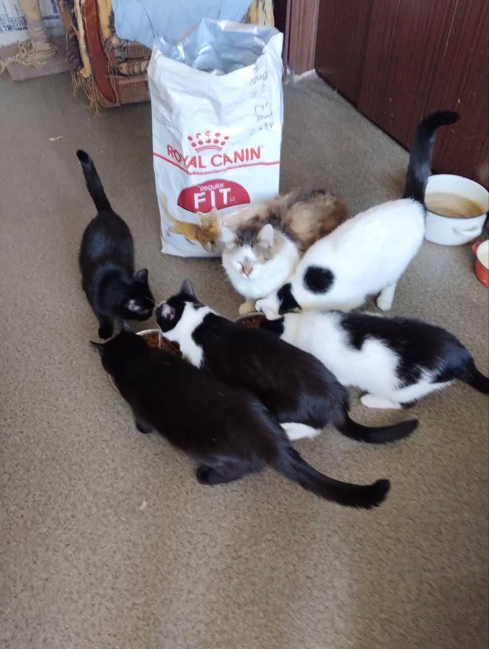 Лапа підтримки від Royal Canin. Vol 2 8