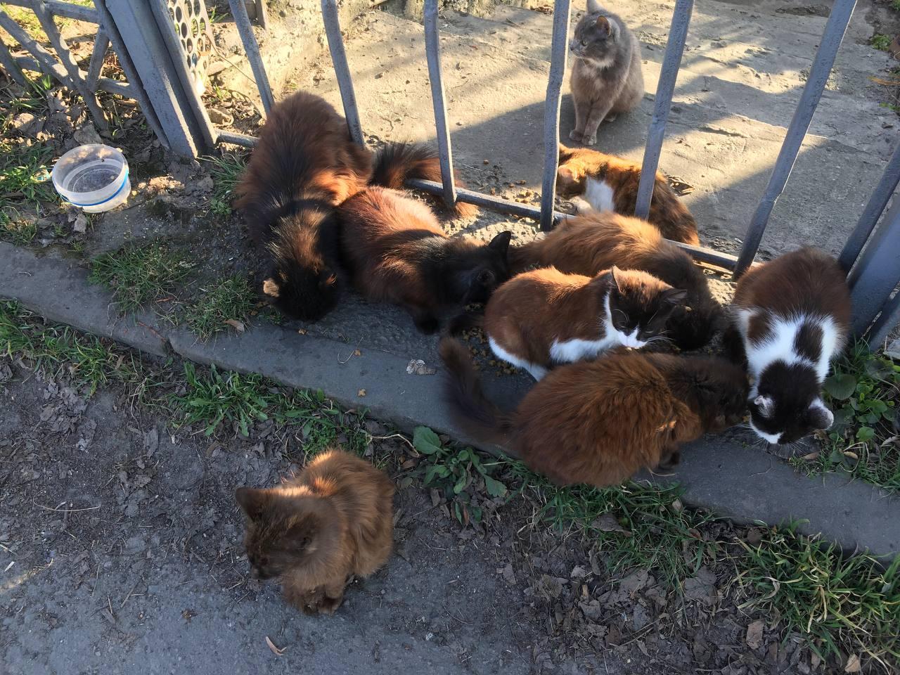 Нагодуй пухнатих і хвостатих! 3