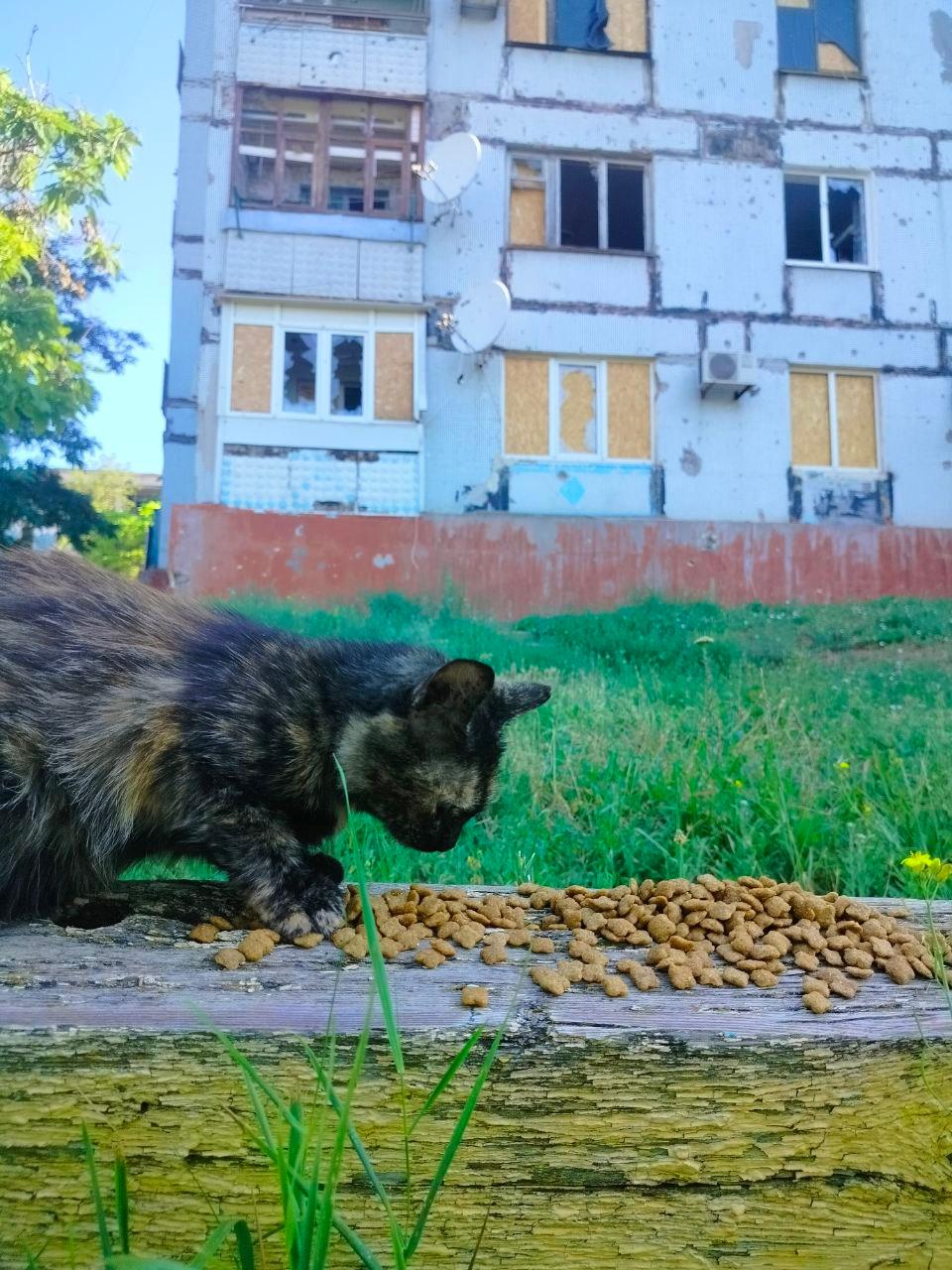 Нагодуй пухнатих і хвостатих! 4