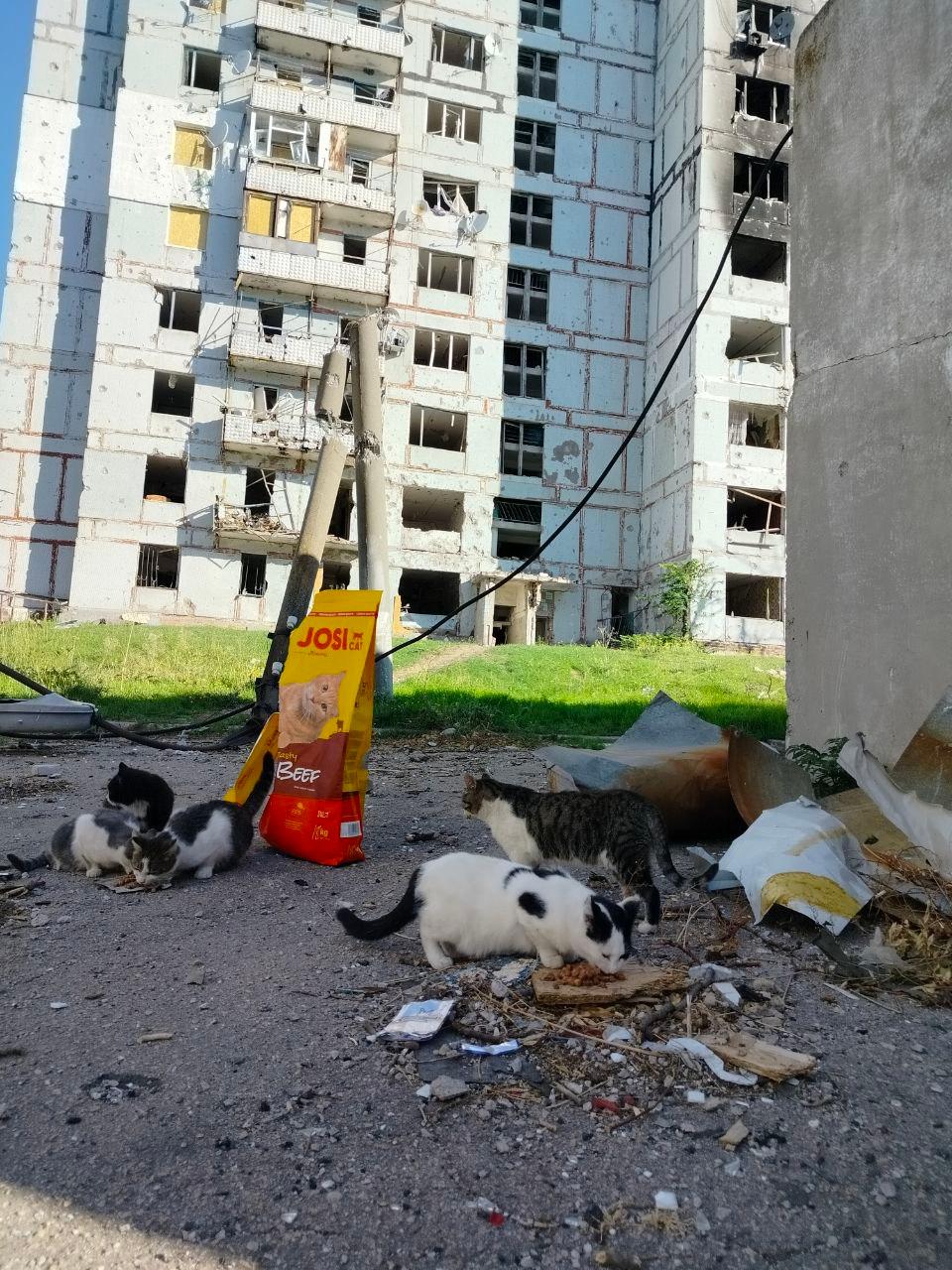 Нагодуй пухнатих і хвостатих! 1