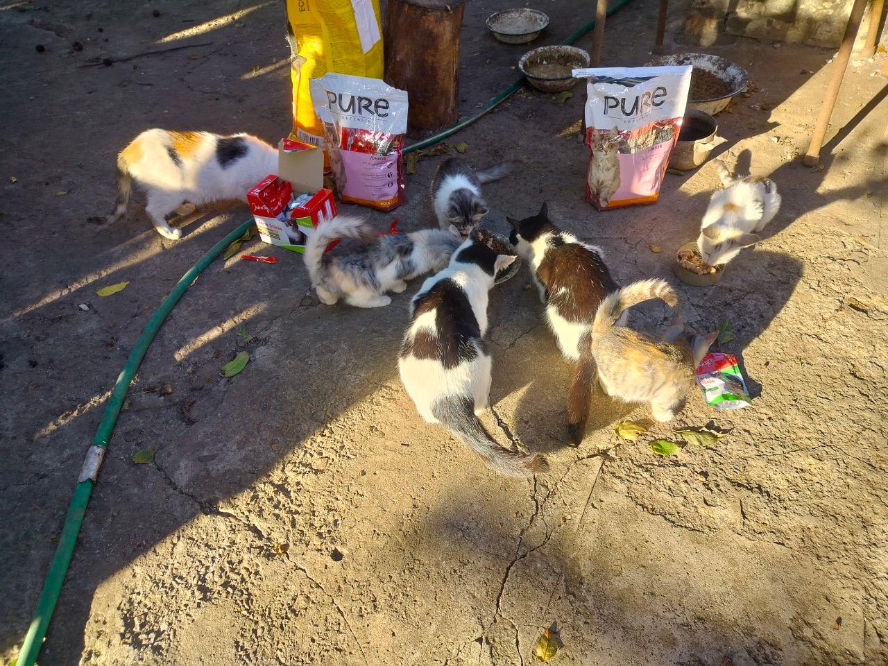 Нагодуй пухнатих і хвостатих! 2