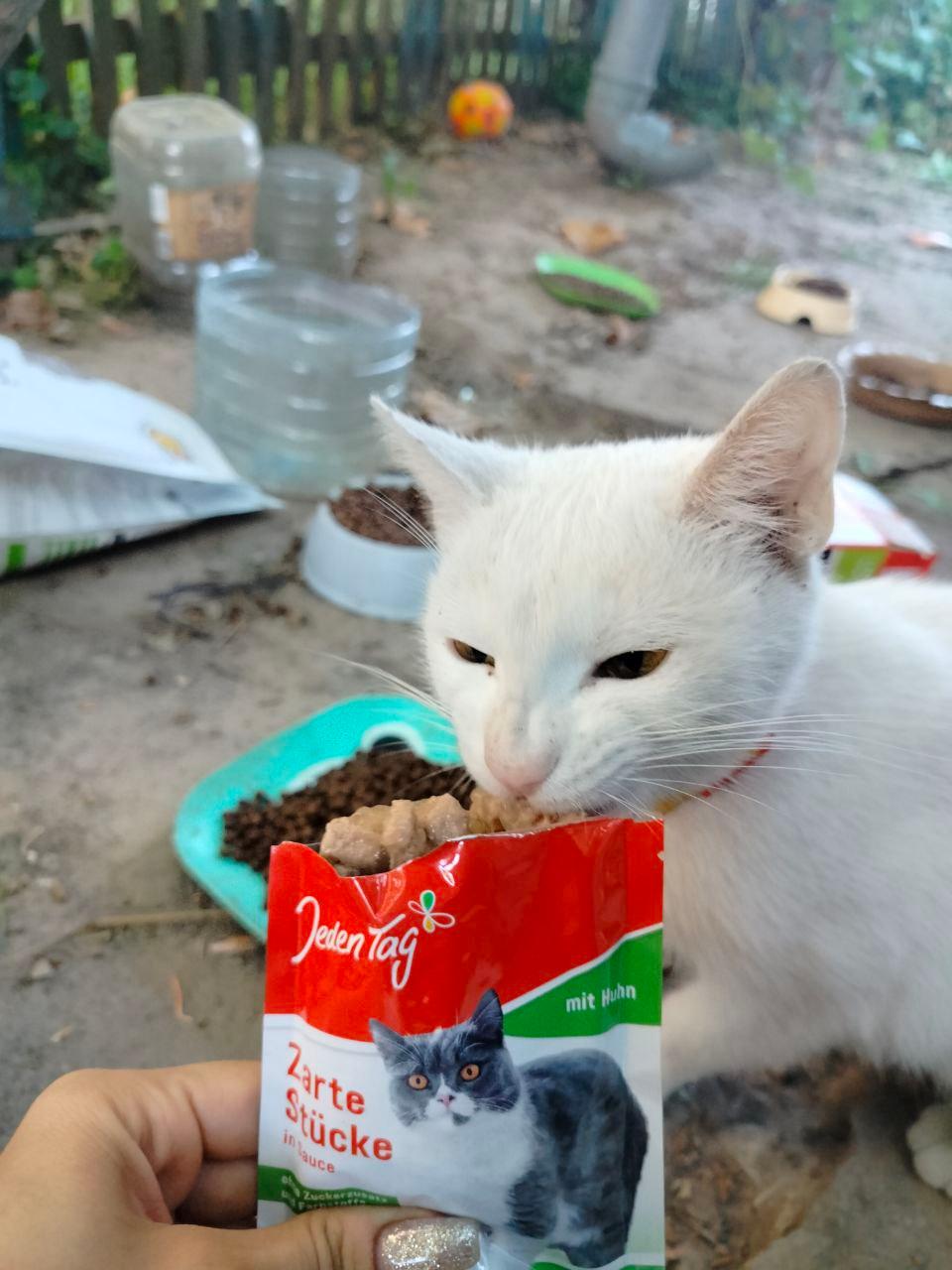 Нагодуй пухнатих і хвостатих! 5